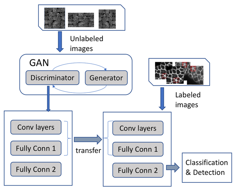 GANs Explained: Understanding Generative Adversarial Networks
